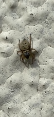 Salticinae