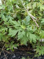 Artemisia indica