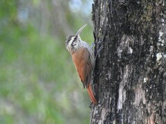 Lepidocolaptes angustirostris