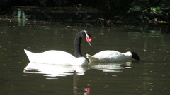 Cygnus melancoryphus