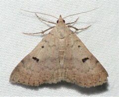 Bleptina caradrinalis