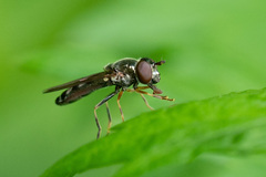 Platycheirus albimanus