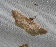 Apilocrocis brumalis