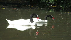 Cygnus melancoryphus