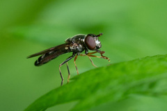 Platycheirus albimanus