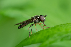 Platycheirus albimanus