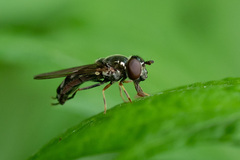 Platycheirus albimanus
