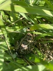 Lithobates pipiens