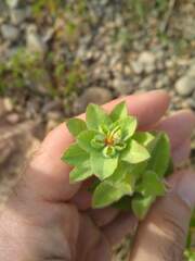 Euphorbia hirsuta