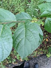 Calycanthus floridus