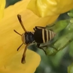 Brachygastra mellifica