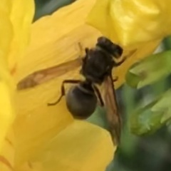 Brachygastra mellifica