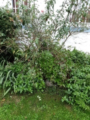Diplocarpon rosae
