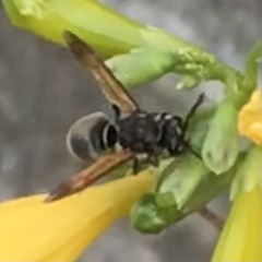 Brachygastra mellifica