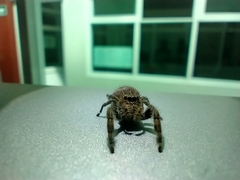 Phidippus octopunctatus