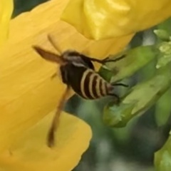 Brachygastra mellifica