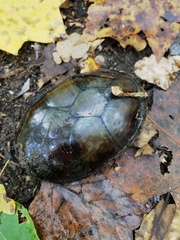 Kinosternon subrubrum