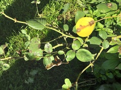Diplocarpon rosae