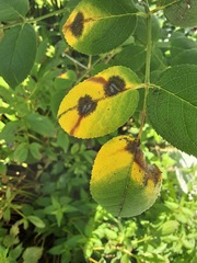Diplocarpon rosae