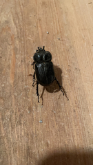 Phileurus