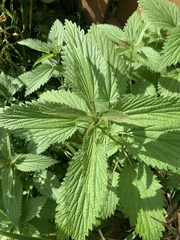 Urtica gracilis