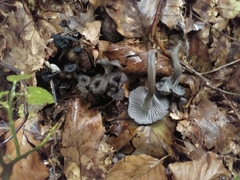 Craterellus cinereus