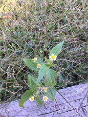 Galinsoga quadriradiata
