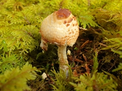 Lepiota magnispora