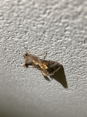 Argyrogramma verruca