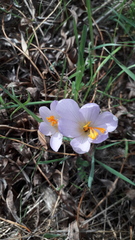 Crocus serotinus