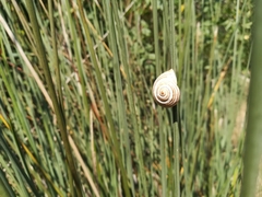 Pseudotachea splendida