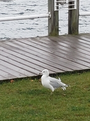 Larus delawarensis