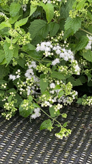 Ageratina