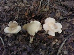 Infundibulicybe geotropa