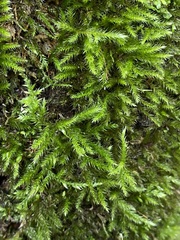 Amblystegium serpens