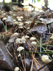 Marasmius capillaris
