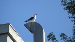 Larus dominicanus dominicanus