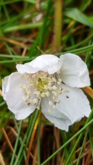 Rubus caesius