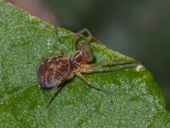 Dictynidae