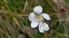 Rubus caesius
