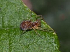 Dictynidae