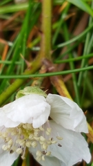 Rubus caesius