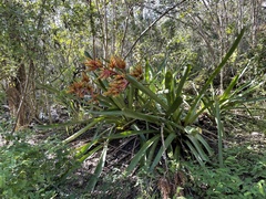 Bromeliaceae