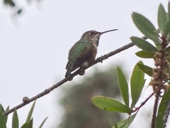 Selasphorus sasin