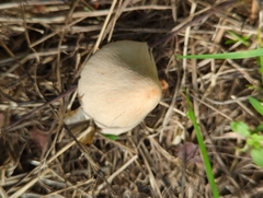 Conocybe apala