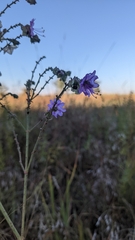 Mirabilis