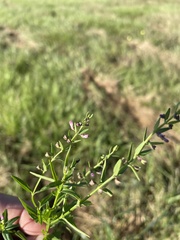 Scutellaria racemosa