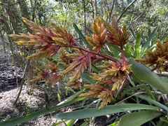 Bromeliaceae