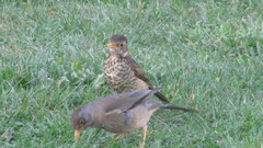 Turdus falcklandii