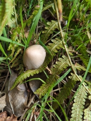 Conocybe apala